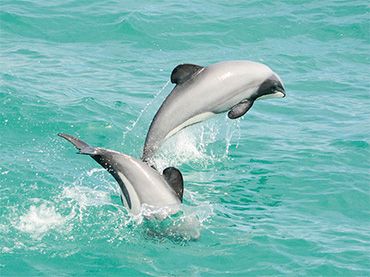 Akaroa Dolphins