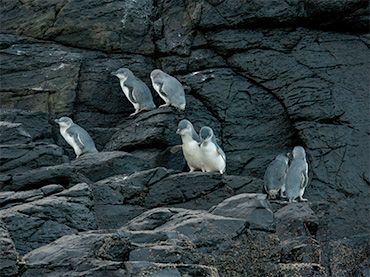 Pohatu Penguins