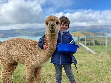 Shamarra Alpacas